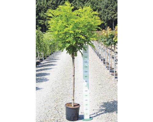 Klotrobinia i kruka med storleksangivelse.