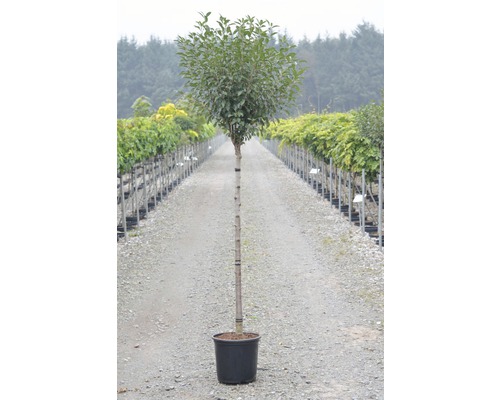 Lagerbärsträd i kruka för trädgården eller terrassen