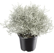 Corokia växt i kruka