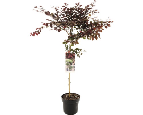 Fransbuske stammad FLORASELF Loropetalum chinense 'Fire Dance' stamhöjd 50cm Co 3L Fransbuske stammad FLORASELF Loropetalum chinense 'Fire Dance' stamhöjd 50cm Co 3L