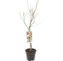 Magnolia i kruka, ännu utan blad