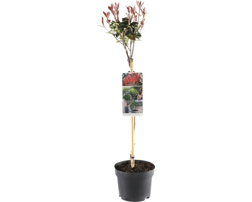 Photinia Red Robin träd i kruka med bambupinne