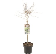 Korkskruvshassel i kruka