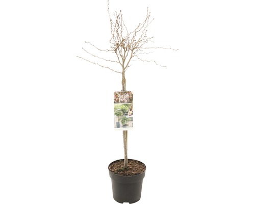 Dvärgkörsbär stammad FLORASELF Prunus incisa 'Kojou-no-mai' stamhöjd 50cm Co 3L