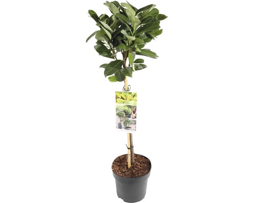 Lagerhägg stammad FLORASELF Prunus laurocerasus 'Etna'® stamhöjd 50cm Co 3L Lagerbladsträd i kruka