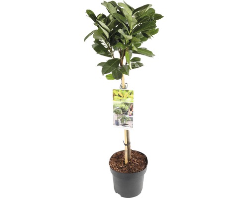 Lagerhägg stammad FLORASELF Prunus laurocerasus 'Etna'® stamhöjd 50cm Co 3L