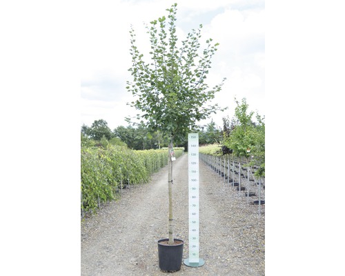 Träd i kruka med storleksangivelse