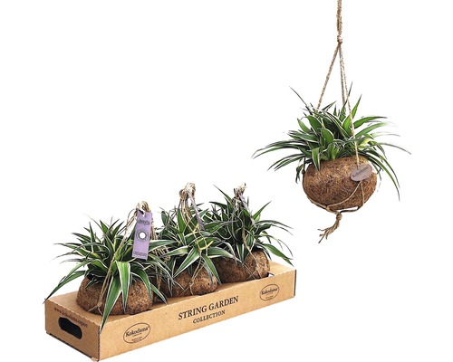 Kokodamaampel Ampellilja FLORASELF Chlorophytum comosum 25-30cm krukstorlek Ø15cm Kokedama krukväxter i kokosfiberbollar med upphängning