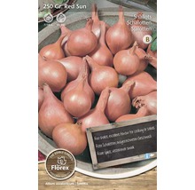 Röda schalottenlökar av sorten Red Sun för plantering