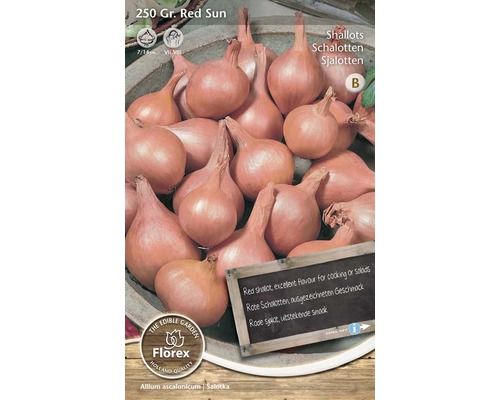 Röda schalottenlökar av sorten Red Sun för plantering