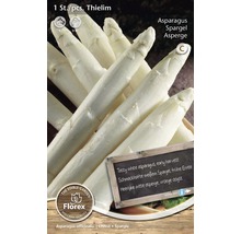 Sparrisplantor av sorten Thielim för odling av vit sparris