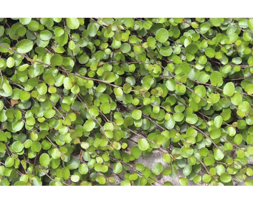 Muehlenbeckia-växt med runda blad