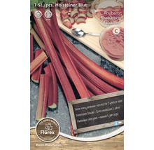 Holsteiner Blut rabarberplanta i förpackning