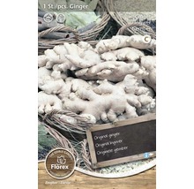 Ingefära för plantering