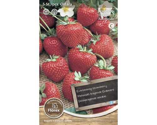 Jordgubbsplanta Ostara, 5 stycken