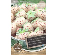 Pineberry jordgubbsplantor, två stycken