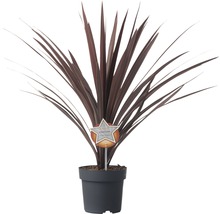 Cordyline krukväxt i en kruka