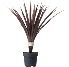 Cordyline i kruka