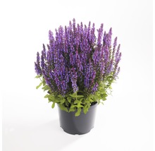 Salvia växt i kruka