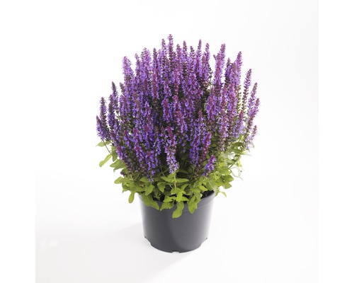 Stäppsalvia FLORASELF Salvia nemorosa 20-25xØ13cm