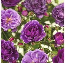 Närbild av blommande lila rosor