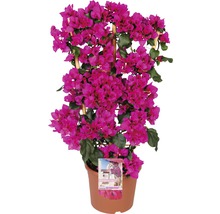Bougainvillea växt med spaljé i kruka