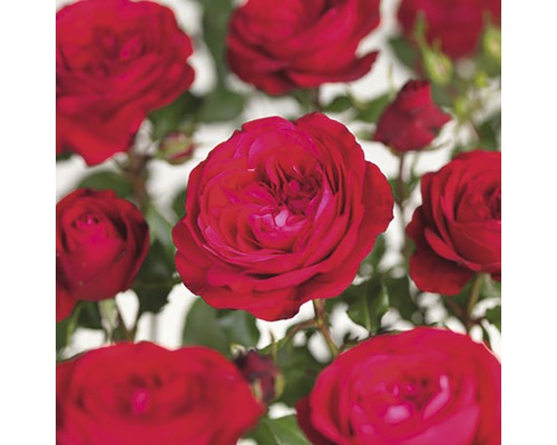 Ros FLORASELF Rosa 'Red Meilove' 30-50cm Co 5L