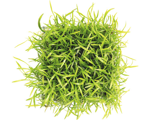 Akvarieväxt DENNERLE PLANTS Brasilkryptunga som kudde Lilaeopsis brasiliensis Akvarieväxt i kruka