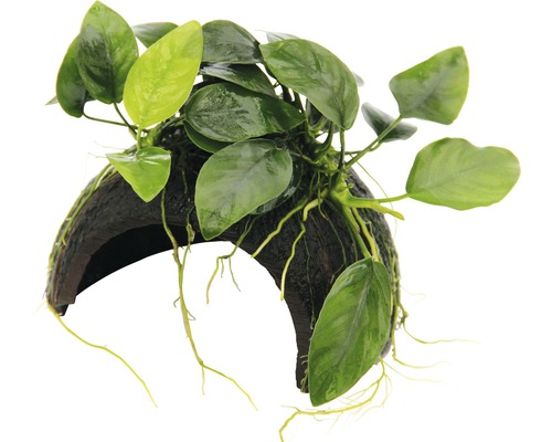 Akvarieväxt DENNERLE PLANTS Kokosgrotta med anubias Coco Cave med Anubias nana