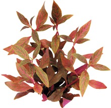 Röd Ludwigia vattenväxt