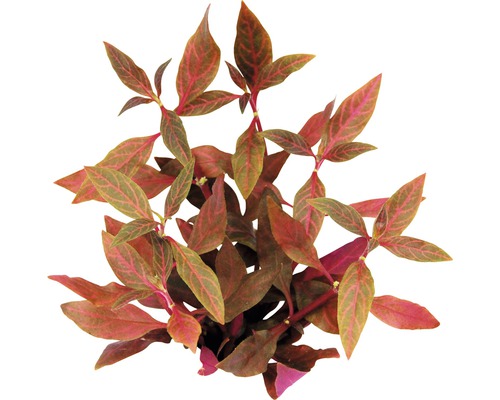 Akvarieväxt DENNERLE PLANTS Vattenpapegojblad Red Ruby Alternanthera reineckii Red Ruby