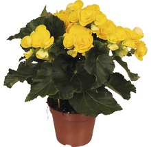 Gul begonia i kruka