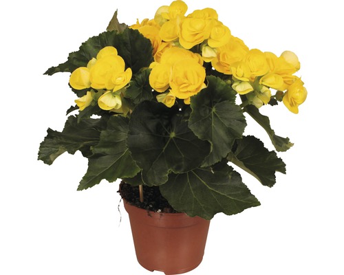 Höstbegonia FLORASELF Begonia elatior Rebecca 30-40cm Ø14cm