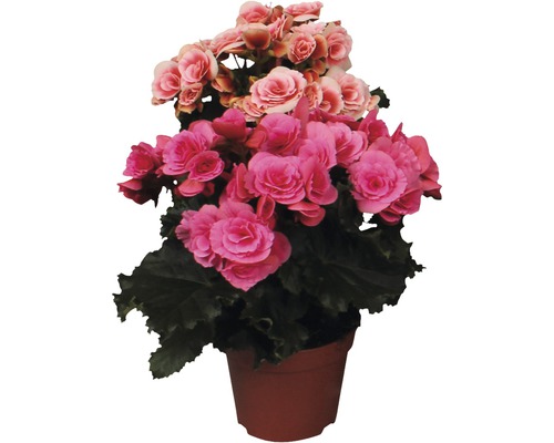 Begonia i kruka med rosa och rosa blommor
