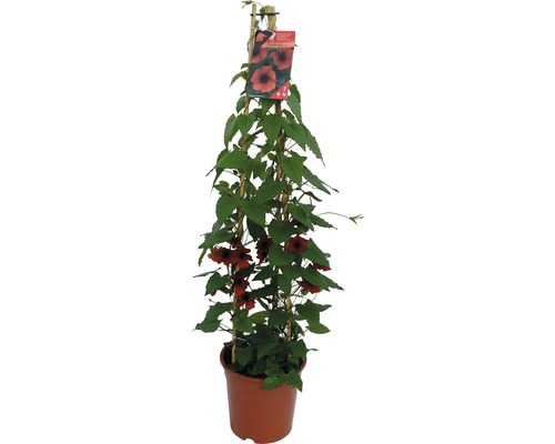 Klätterväxt med orange blommor i kruka