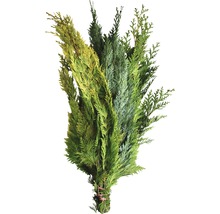 Knippe av olika barrträdgrenar