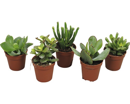 Fem suckulenter i krukor