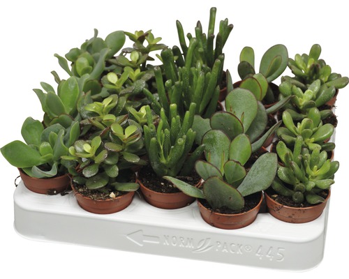 Olika suckulenter i krukor på en vit bricka