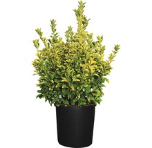 Japansk benved FLORASELF Euonymus japonicus 'Elegantissima Aurea' 60-80cm co 18L