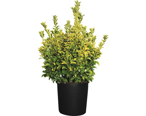 Japansk benved FLORASELF Euonymus japonicus 'Elegantissima Aurea' 60-80cm co 18L Städsegrön benved i en kruka