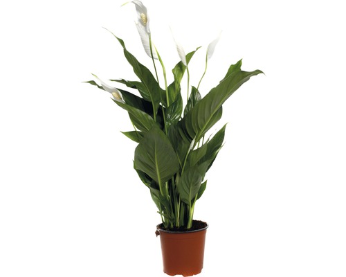 Fredskalla FLORASELF Spathiphyllum wallisii Sweet Silvio 70-80cm Ø14cm
