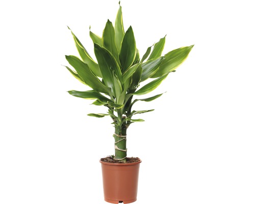 Doftdracena FLORASELF Dracaena fragrans Golden Coast 40-50cm krukstorlek Ø11cm Garderobsblomma i kruka