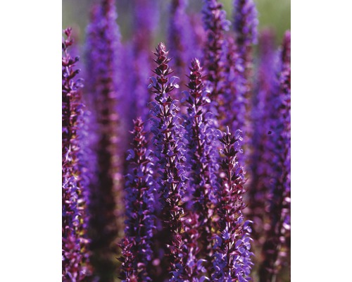 Blommande salviaväxt i trädgården