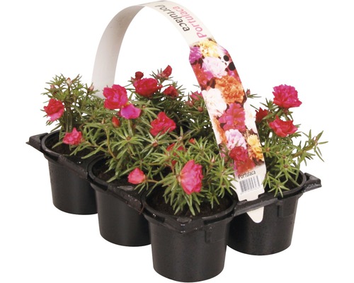 Blommande rabatt- och balkongväxter 6-pack FloraSelf Portulaca, Tagetes, Lobelia, Impatiens, Begonia, Alyssum