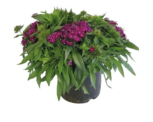 Borstnejlika mix FLORASELF Dianthus barbatus 10-40cm Co 3L tvåårig tillfälligt sortiment Borstnejlika mix FLORASELF Dianthus barbatus 10-40cm Co 3L tvåårig tillfälligt sortiment