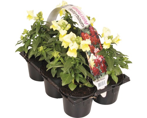 Lejongap i plastbehållare med sex plantor