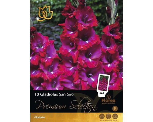 Blomsterlökar Premium Gladiolus San Siro 10st