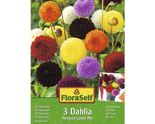 Blomsterlökar FLORASELF Dahlia Pompon Candy Mix 3st