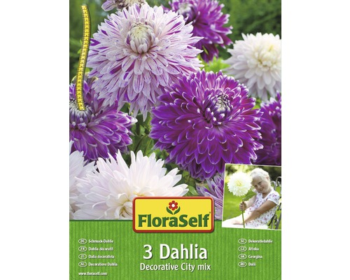 Blomsterlökar FLORASELF Dahlia City mix 3st