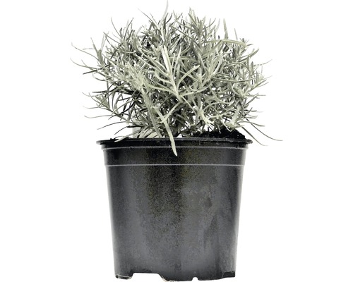 Curryeternell FLORASELF Helichrysum italicum 10-13cm co 1,2L